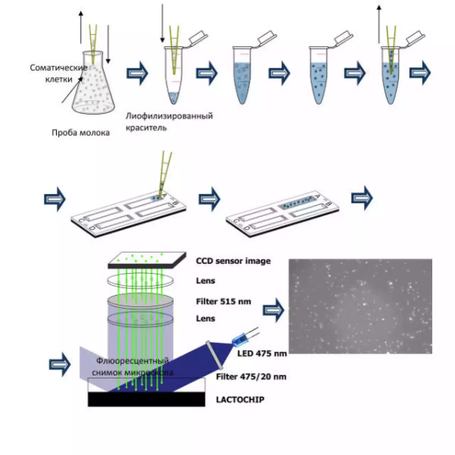 New scc анализатор прямого подсчёта соматических клеток и бактериальной обсемененности в молоке - 4