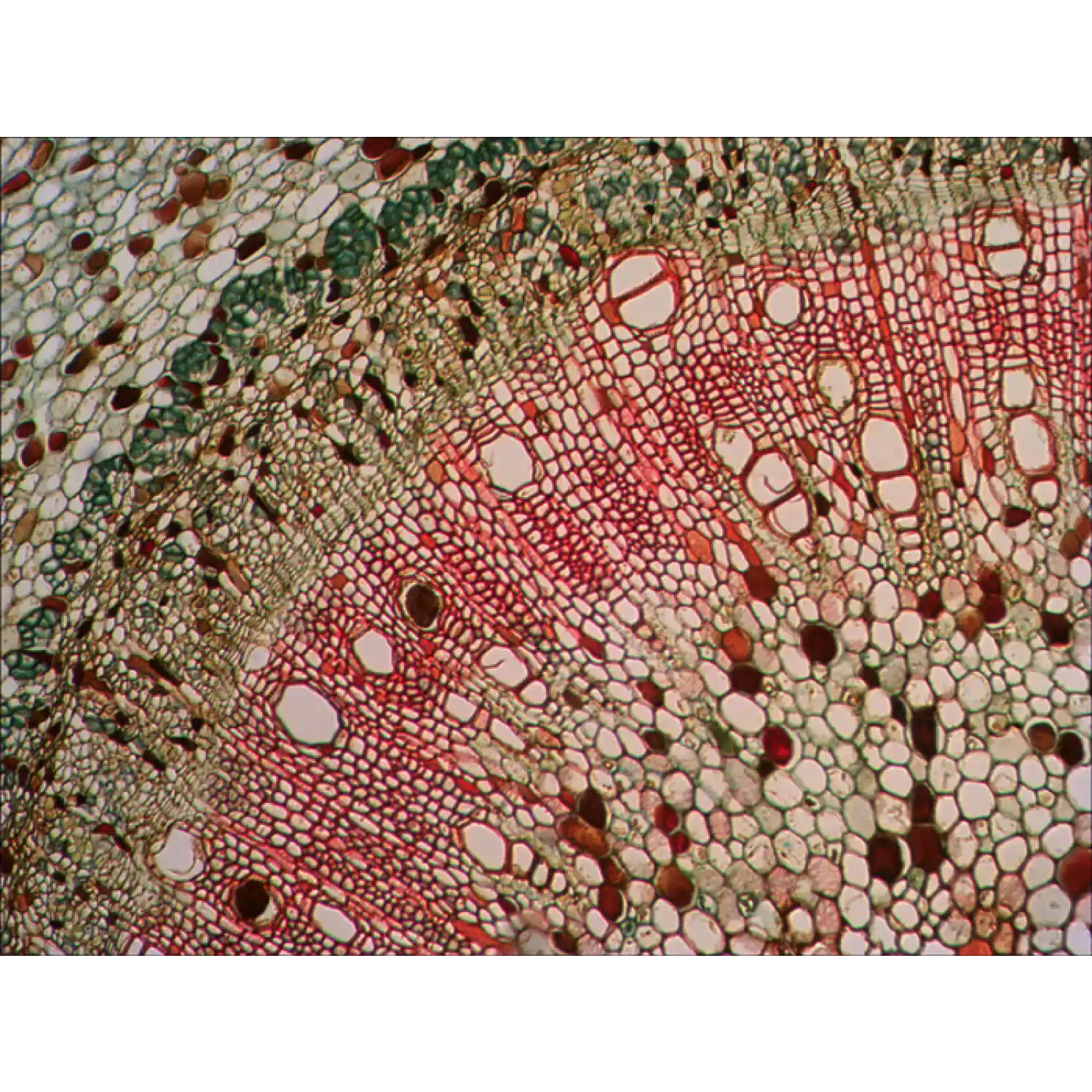 Микроскоп Levenhuk 320, монокулярный - 4