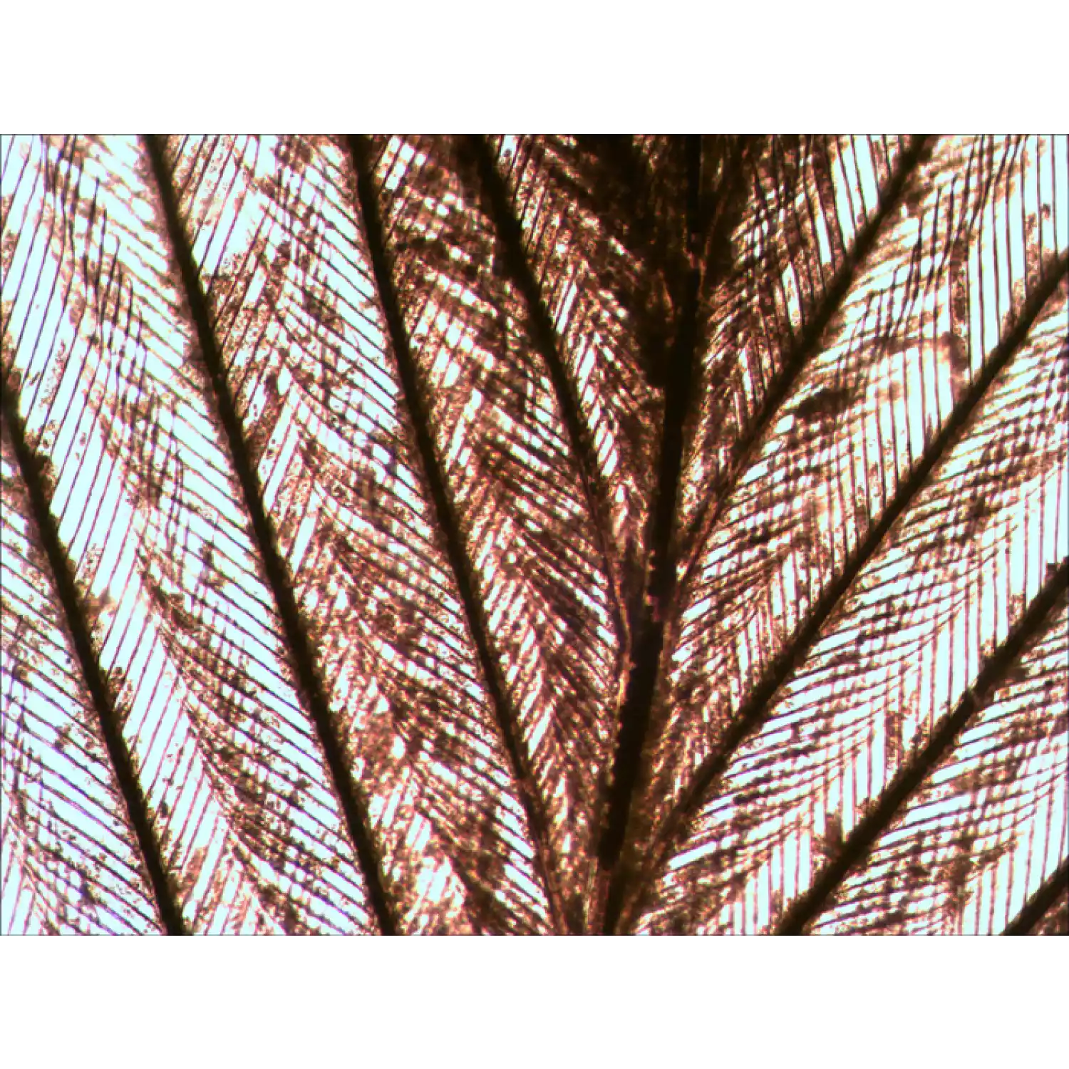 Микроскоп Levenhuk D740T - 18