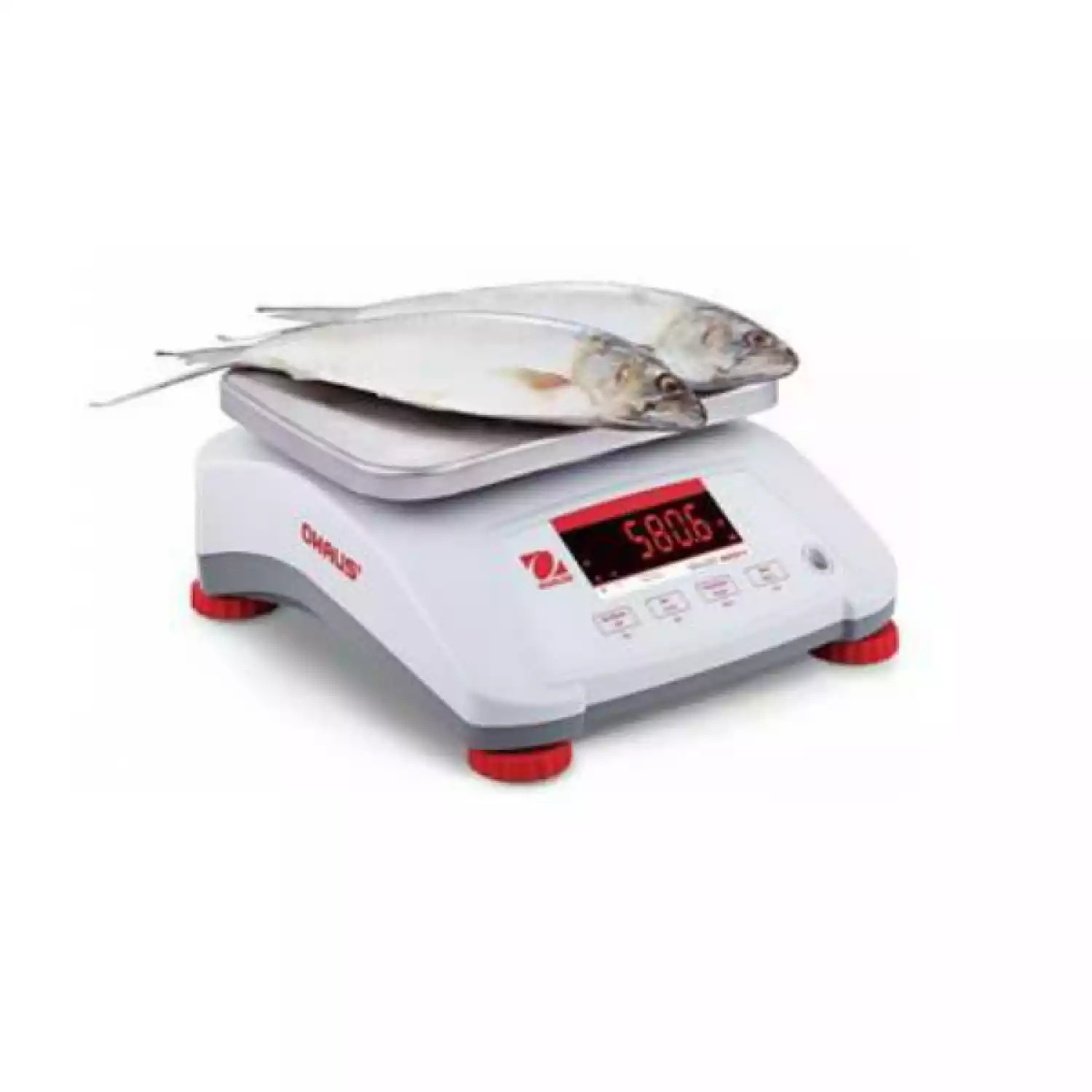 OHAUS V41PWE6T весы фасовочные технические электронные - 2