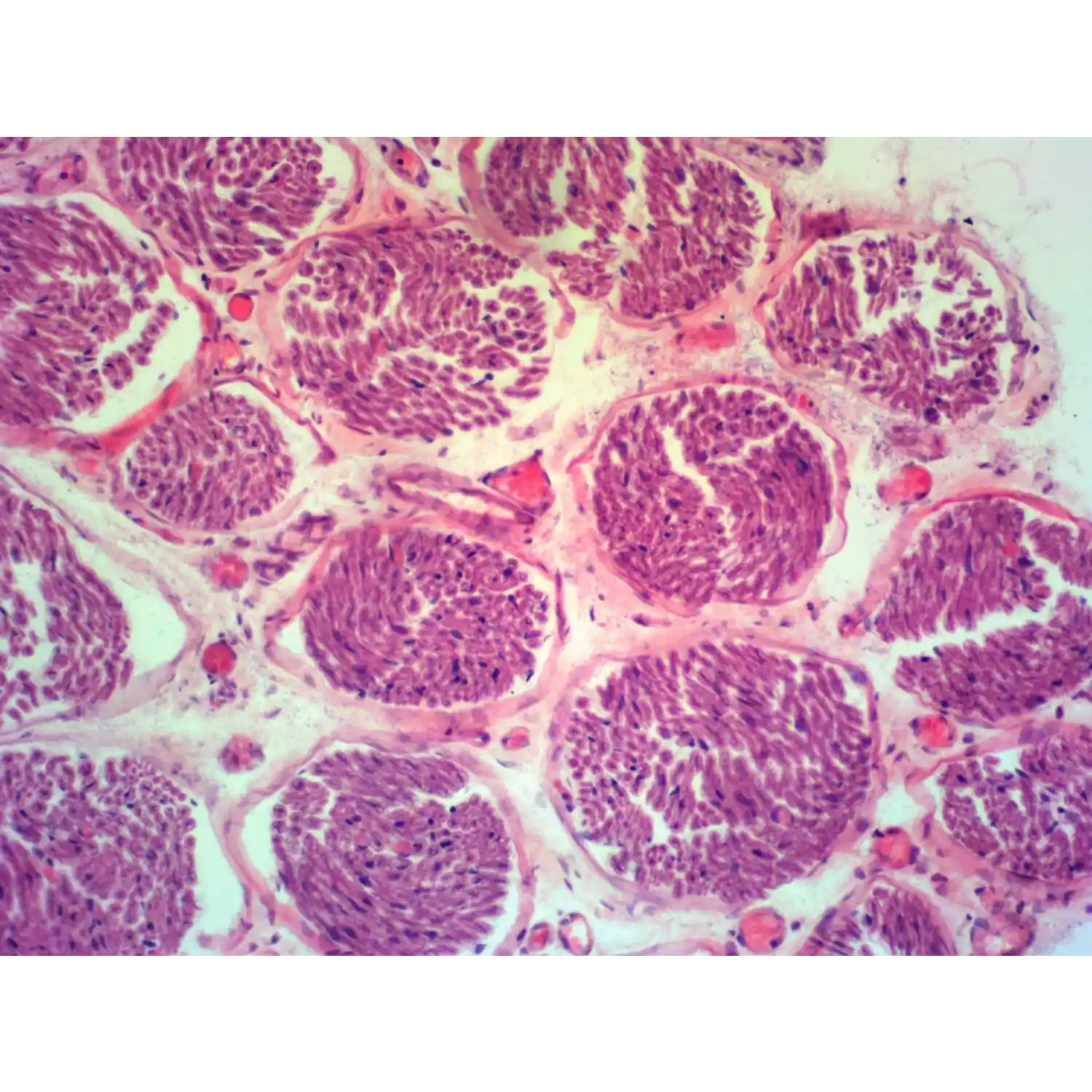 Микроскоп тринокулярный Микромед 3 вар. 3-20М - 5