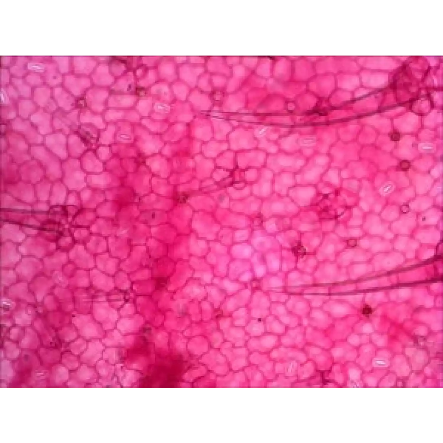 Микроскоп Levenhuk 2ST - 9