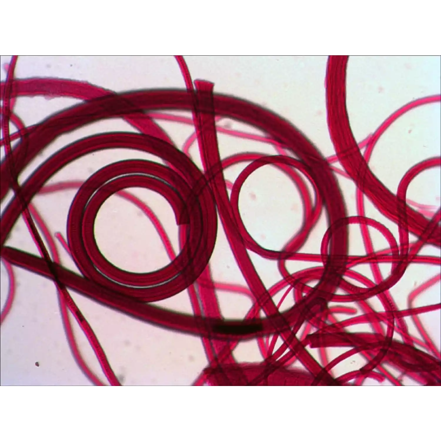 Микроскоп Levenhuk 625 - 6