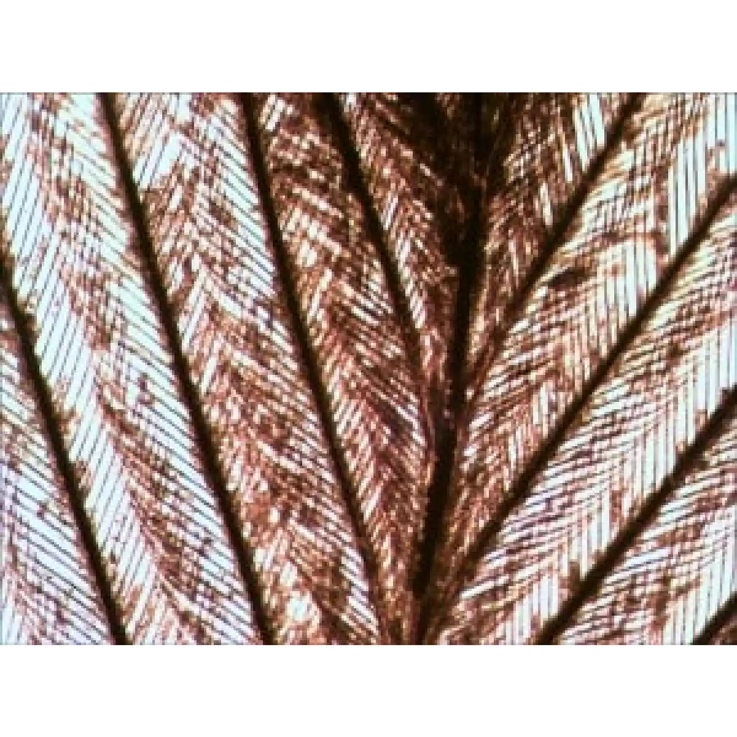 Микроскоп Levenhuk 670T - 6