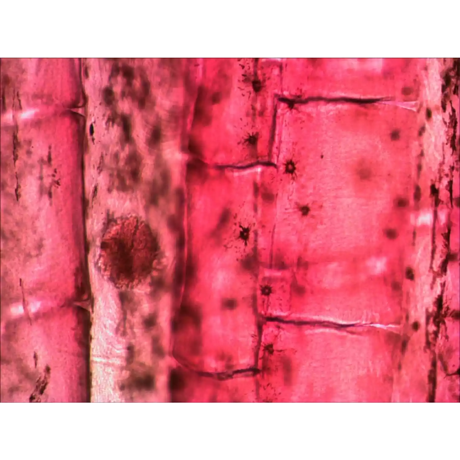 Микроскоп цифровой Levenhuk D2L NG - 7