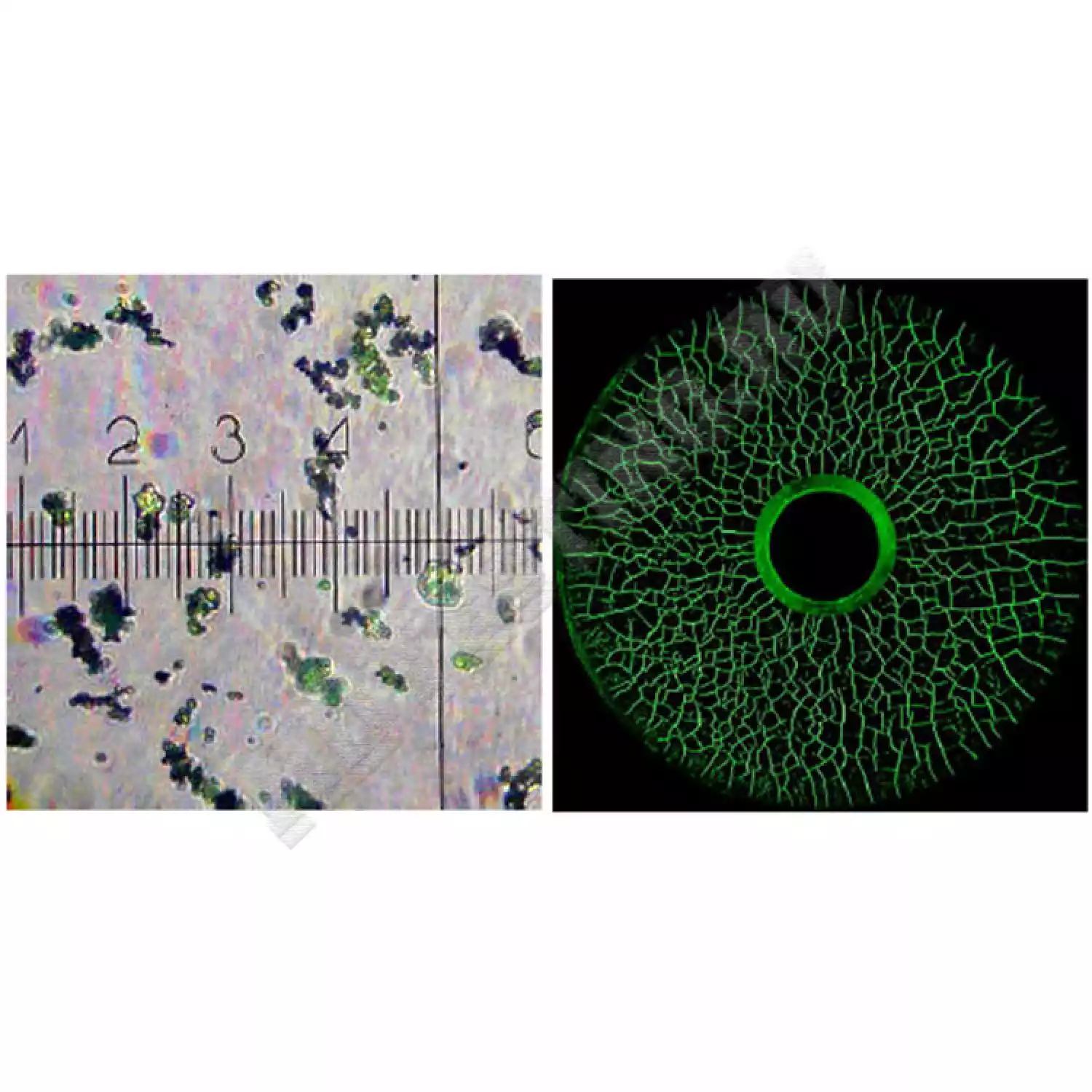 Концентрат Super Magna LY 2500 - 1