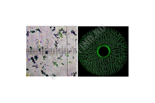 Концентрат Super Magna LY 2500